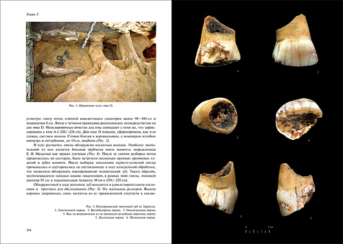 Palaeolithic studies in Zaraysk, Zaraysk human teeth, Anthropology Zaraysk, Palaeolithic human teeth